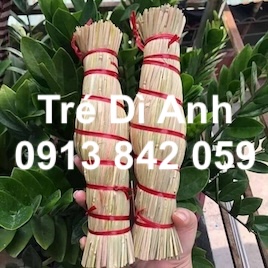 tré bình định dì anh